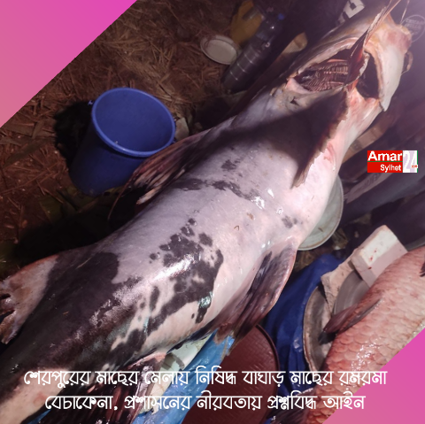 শেরপুরের মাছের মেলায় নিষিদ্ধ বাঘাড় মাছের রমরমা বেচাকেনা, প্রশাসনের নীরবতায় প্রশ্নবিদ্ধ আইন
