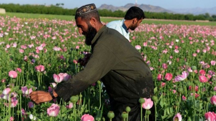আফগানিস্তানে আফিম চাষ বন্ধের উদ্যোগ তালেবানদের